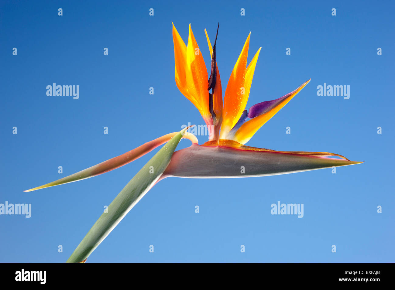 Bird of Paradise flower Stock Photo Alamy