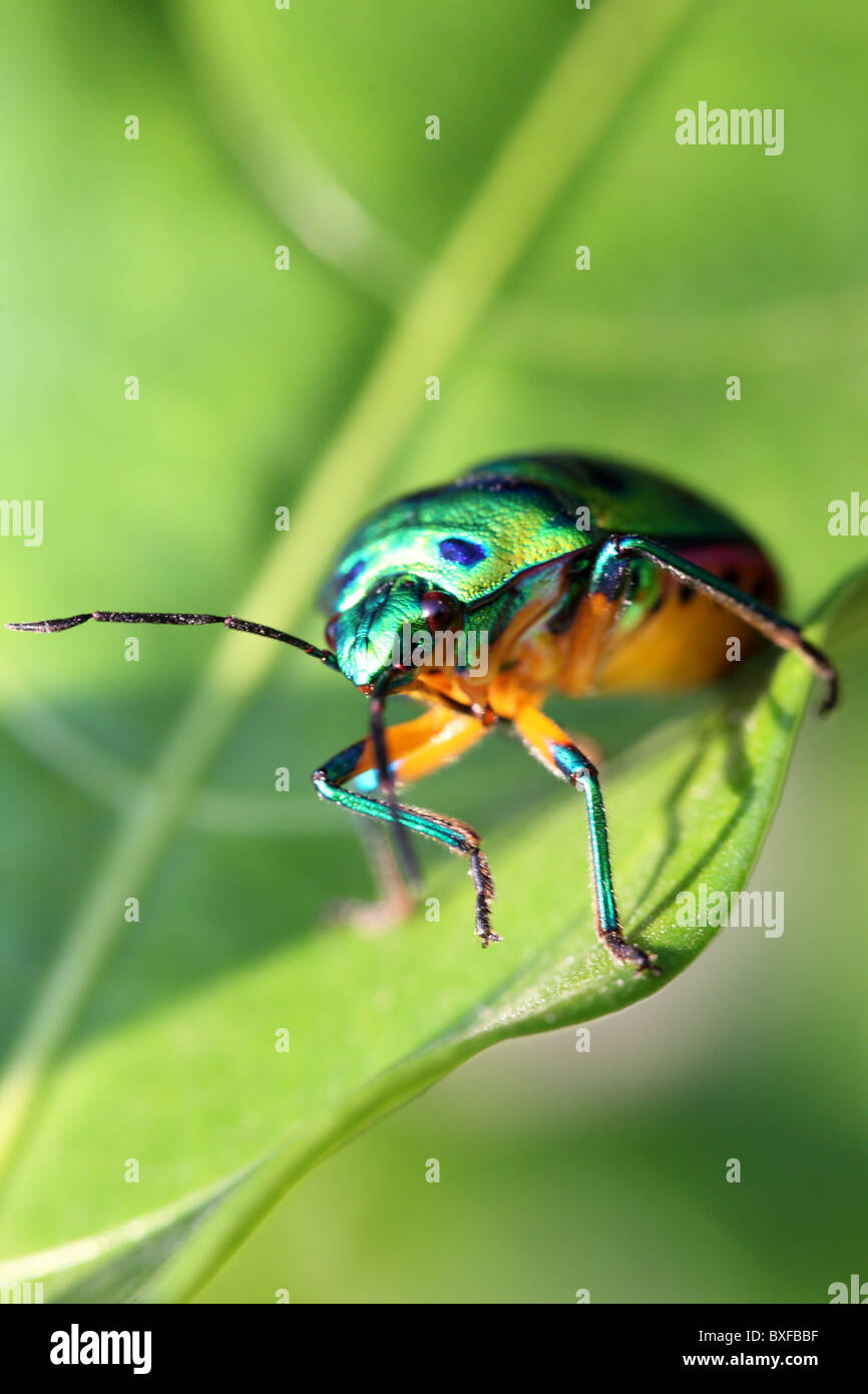 Rainbow beetle hi-res stock photography and images - Alamy