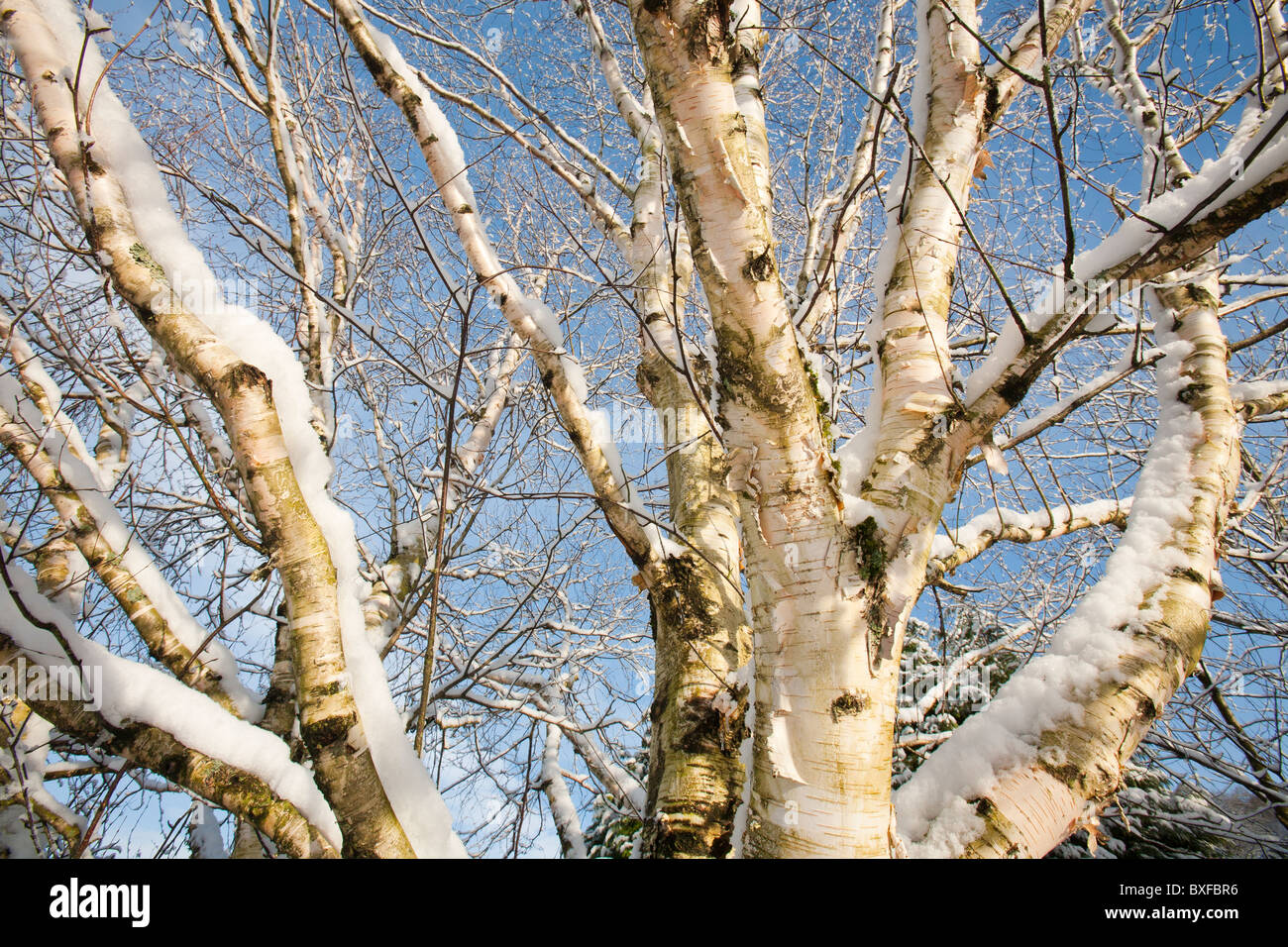 Snow on Silver Birch tree in Ambleside, Cumbria, UK. Stock Photo