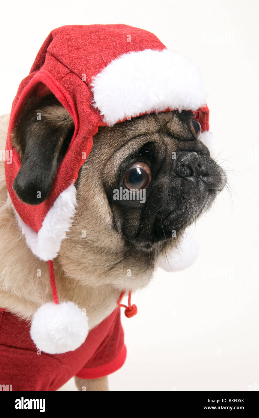Cute Christmas Pug Against White Background Stock Photo - Alamy