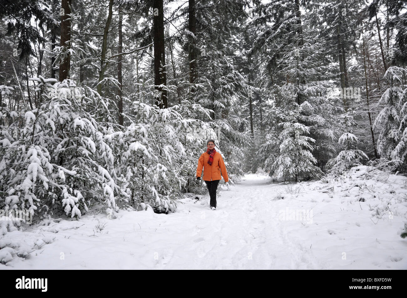 Senior woman walking in a snowy forest with pinetrees Stock Photo