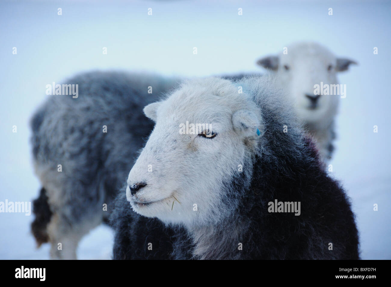 Herdwick sheep in winter in the English Lake District Stock Photo