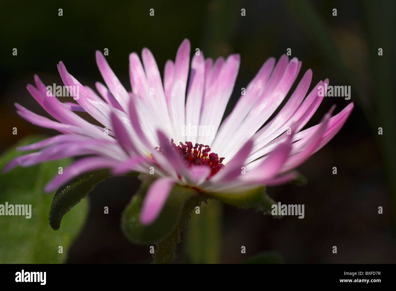 Pink and white Lampranthus flower. Family: Aizoaceae, Genus: Lampranthus. South Africa. Stock Photo