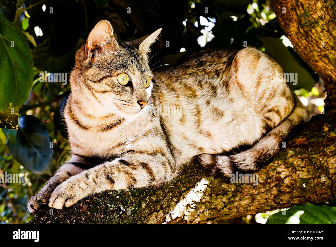 Mackerel Tabby Stock Photos & Mackerel Tabby Stock Images Alamy