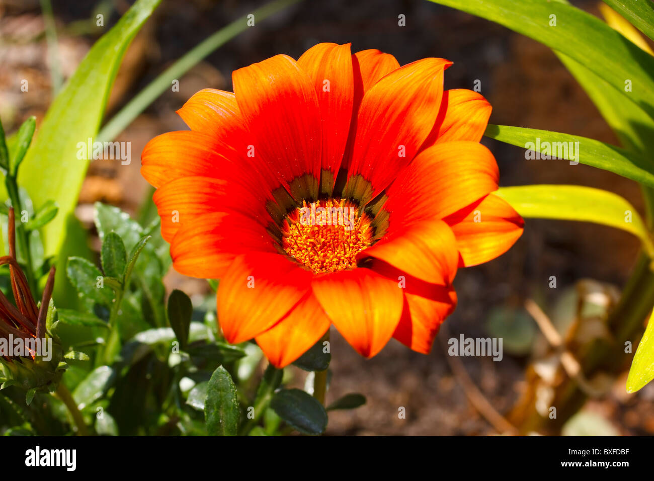 Orange Gazania or African daisy. Family: Asteraceae, Genus: Gazania. South Africa. Stock Photo