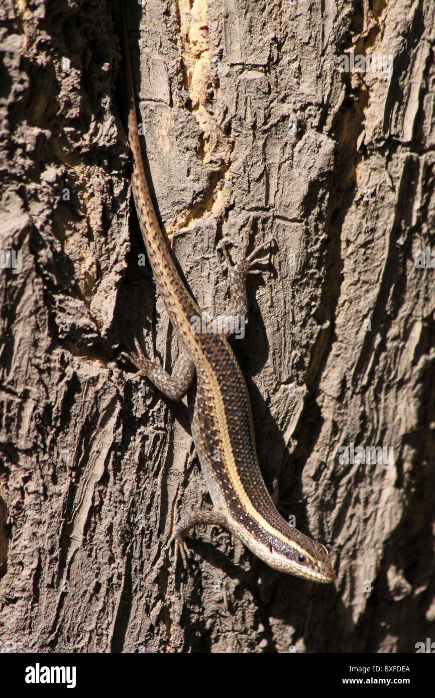 Striped Skink Mabuya striata On A Tree Trunk, Ethiopia Stock Photo