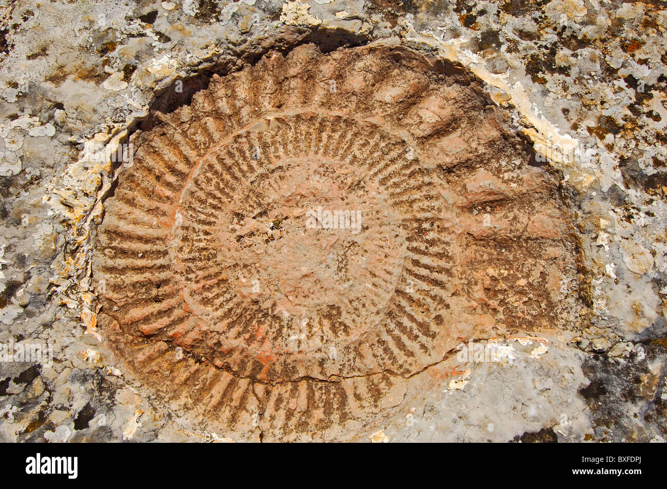 Ammonite fossil at theTorcal in Antequera, Erosion working on Jurassic