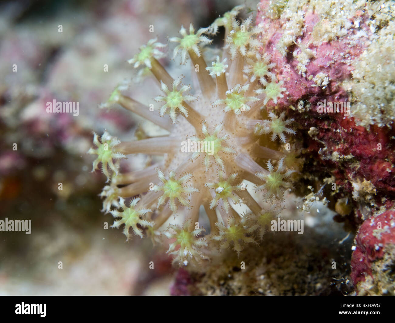 Soft coral. A kind of Octocorallia showing 8 individual polyps.  Borneo, Malaysia Stock Photo