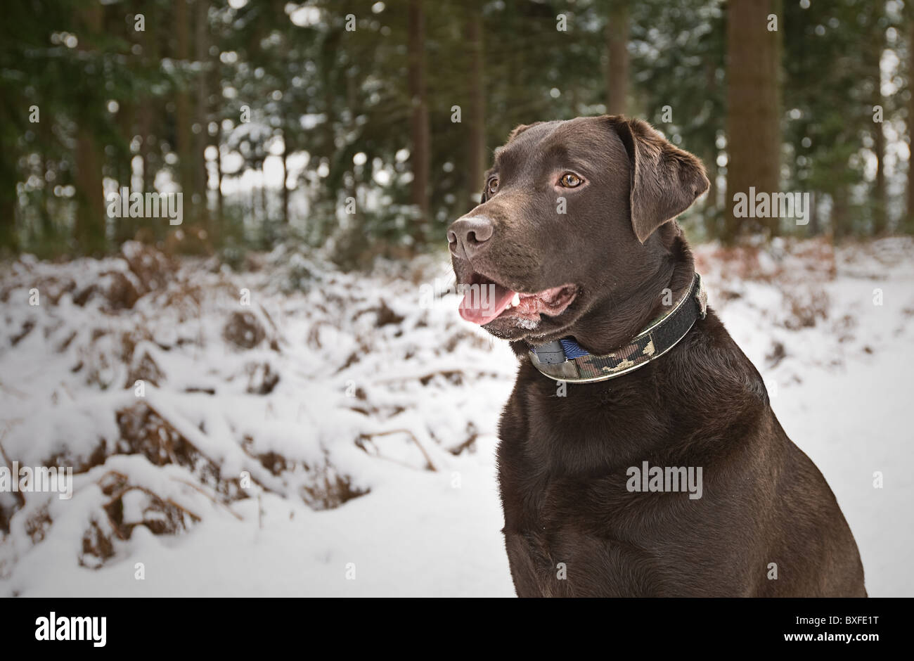 Profile Shot of a Chocolate Labrador Adult in Thetford Forest in the Winter Stock Photo