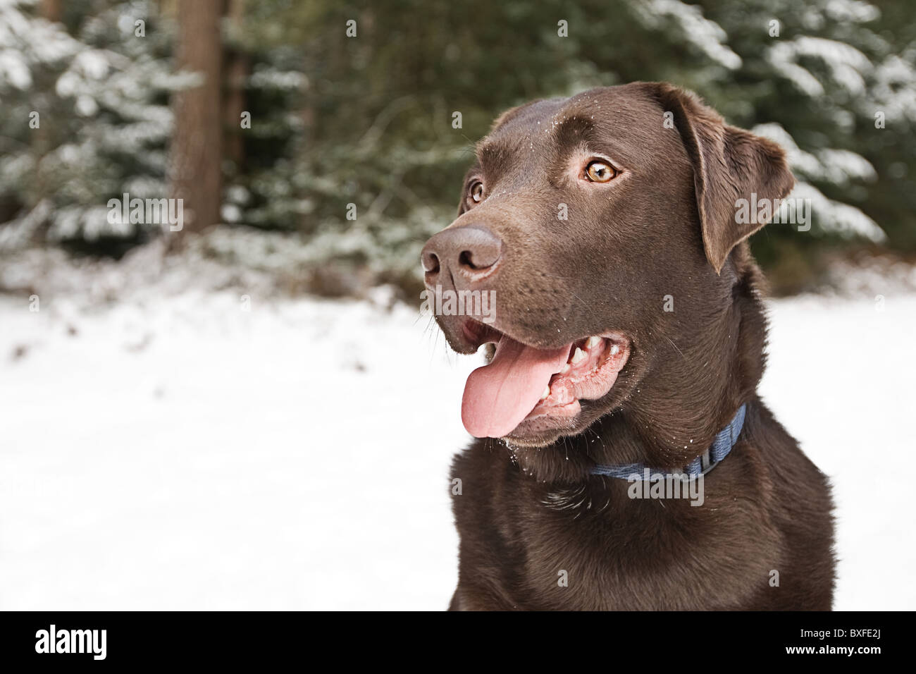 Profile Shot of a Chocolate Labrador Adult in Thetford Forest in the Winter Stock Photo