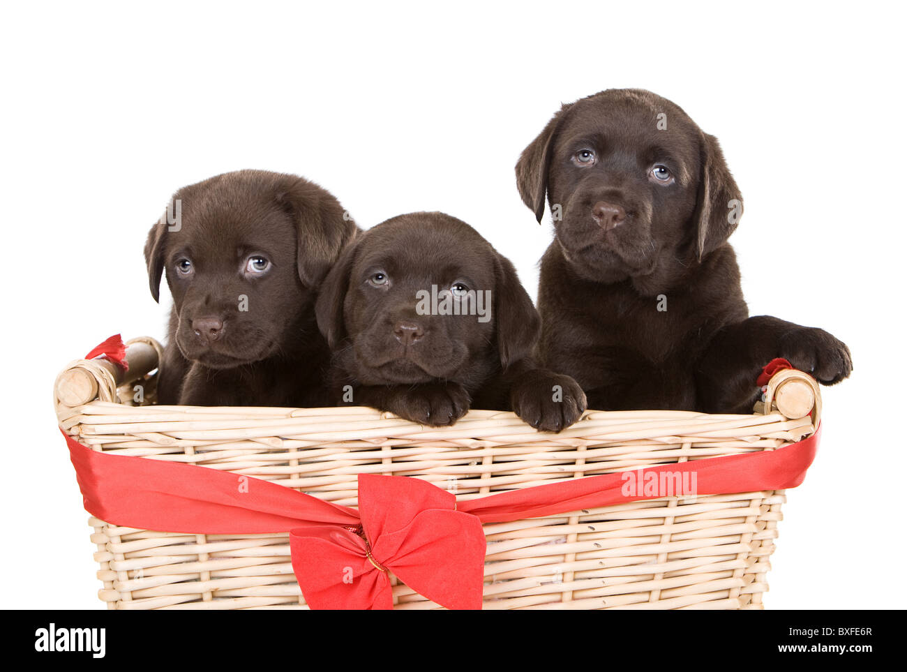 Three Cute Chocolate Labrador Puppies in a Basket Stock Photo
