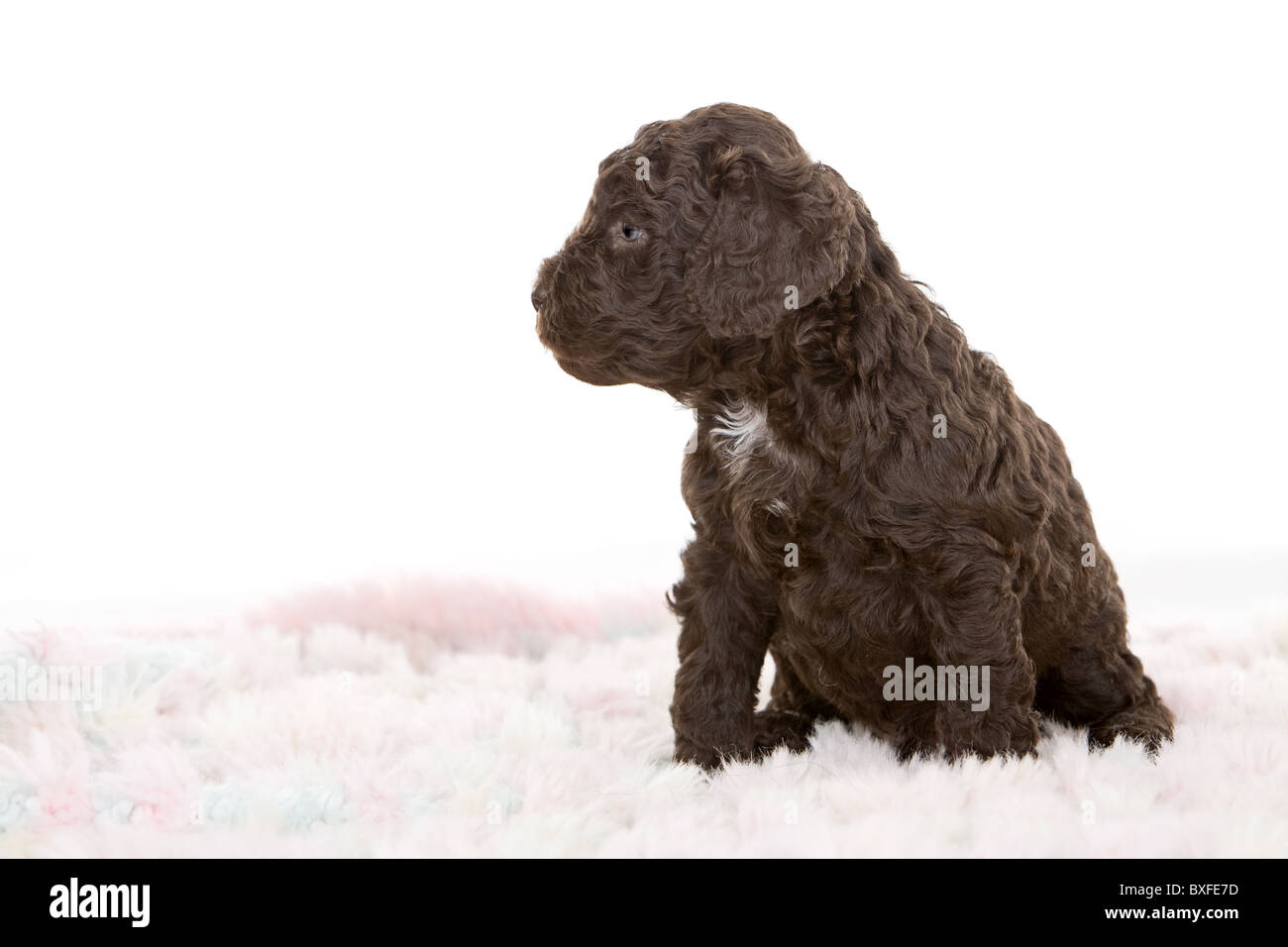 Cute Labradoodle Puppy on Rug Stock Photo Alamy