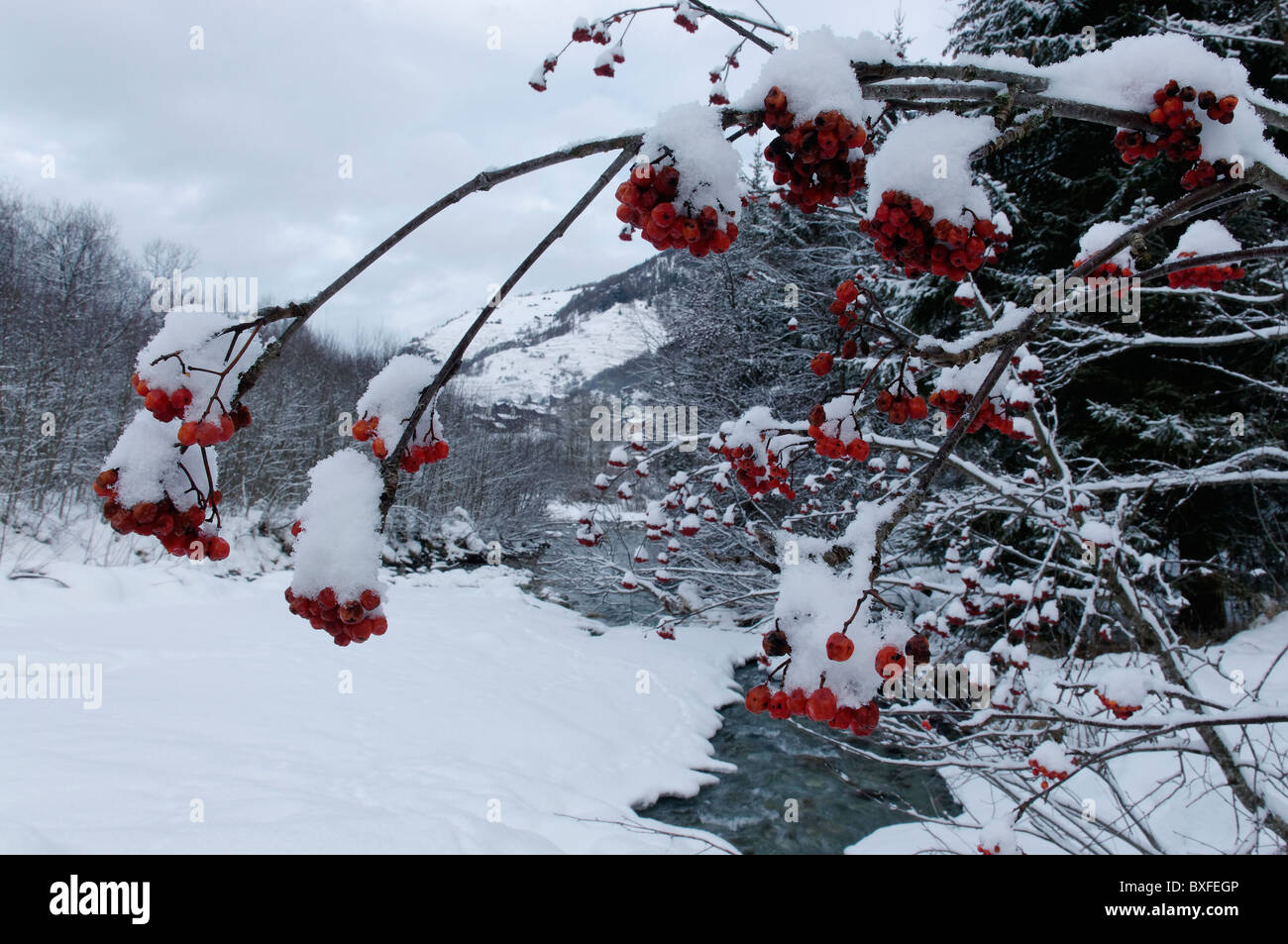A berry laden tree in winter. Stock Photo