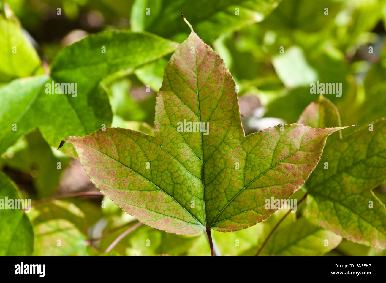 Leaf of Liquidambar Formosana, origin China, Park Borely, Marseille, France Stock Photo