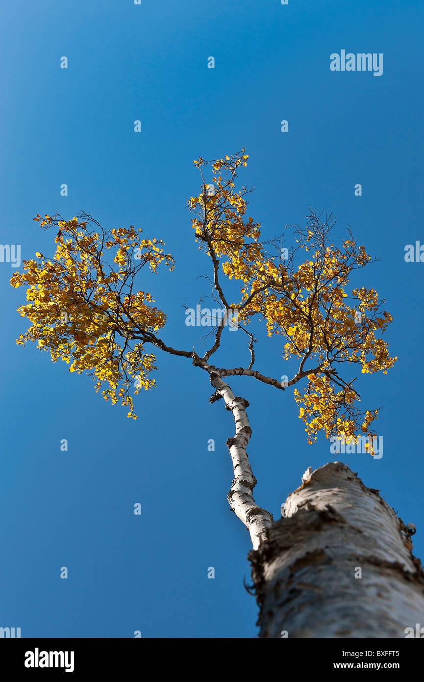 Birch tree. Stock Photo