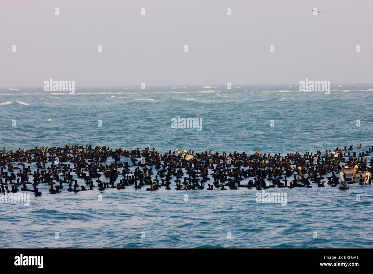 Double-crested Cormorants and Brown Pelicans floating in the Gulf of Mexico by Anna Maria Island, Florida, USA Stock Photo