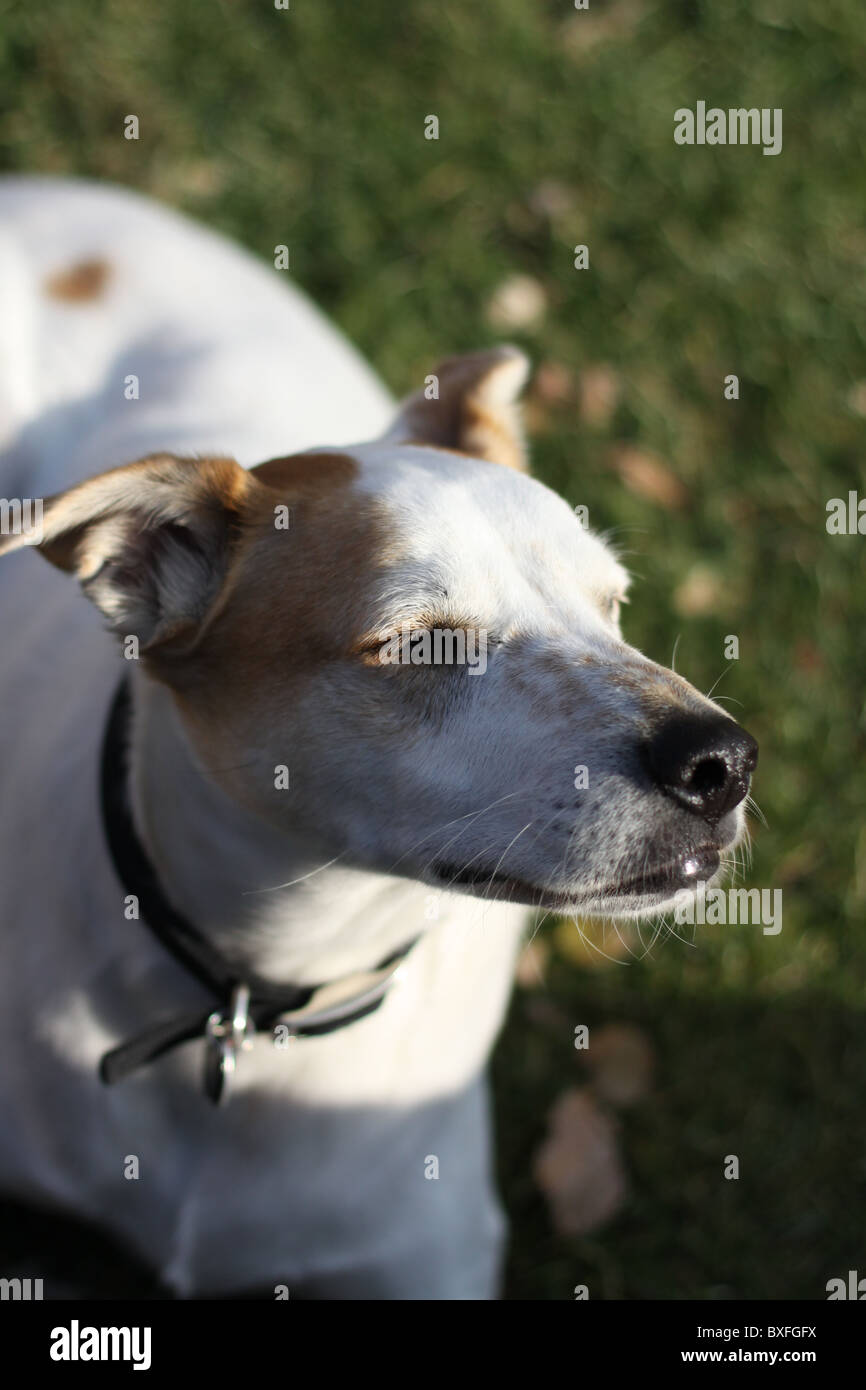 A dog outdoors sniffing the air with eyes closed Stock Photo - Alamy
