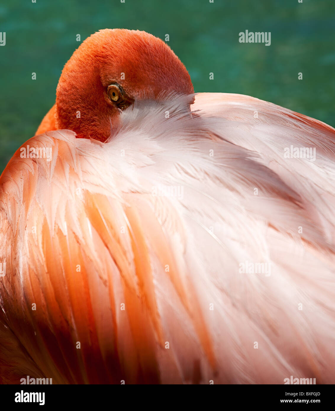 Close up image of a pink flamingo with its head peering out from behind the feathers on its back Stock Photo
