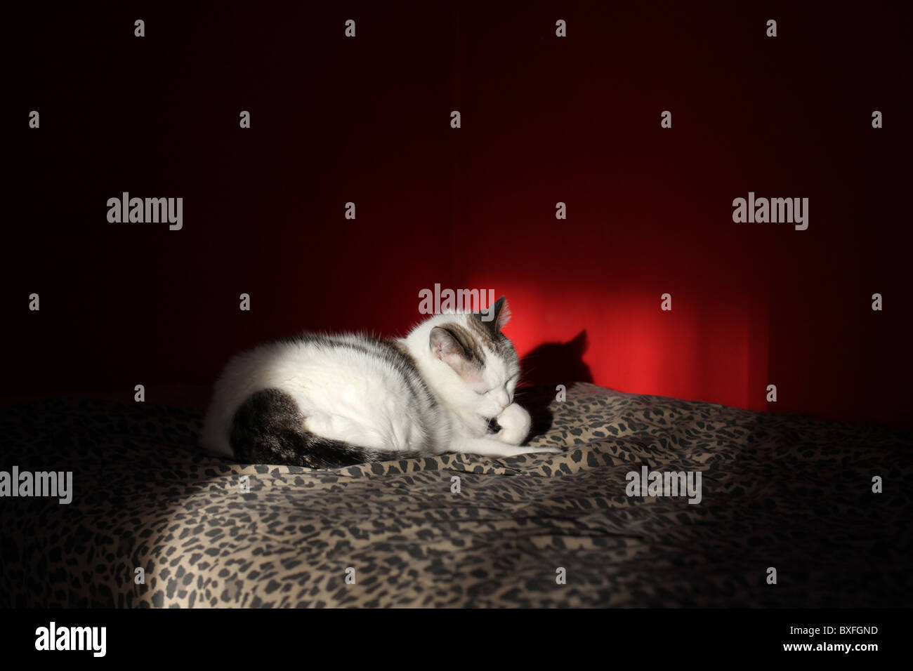 A pretty cat in a spotlight, grooming himself Stock Photo Alamy