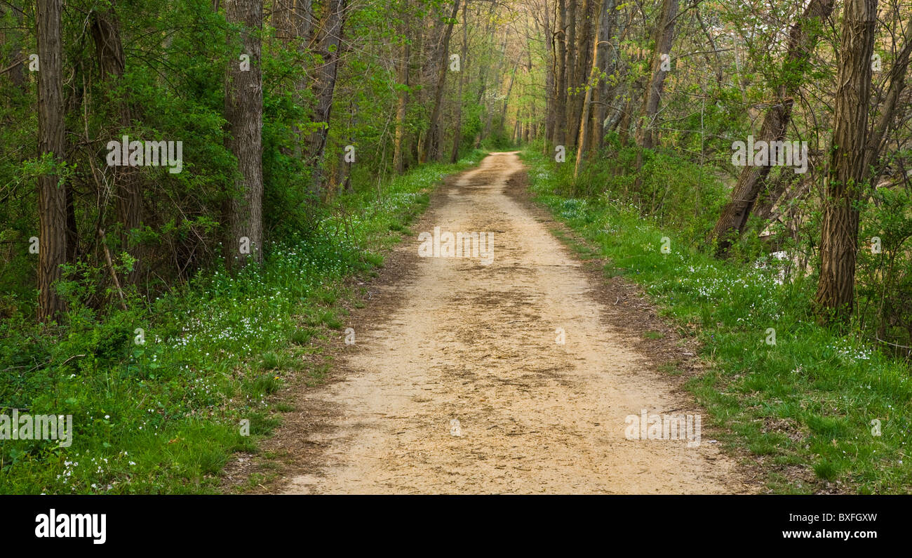 Empty pathway, long country road through forest path trees in New Jersey, USA, US, landscape long Driveway shade Stock Photo