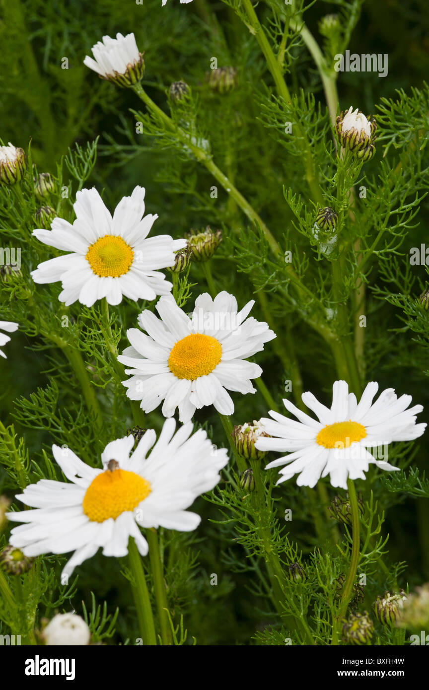 Sea Mayweed (Tripleurospermun maritimum), group Stock Photo