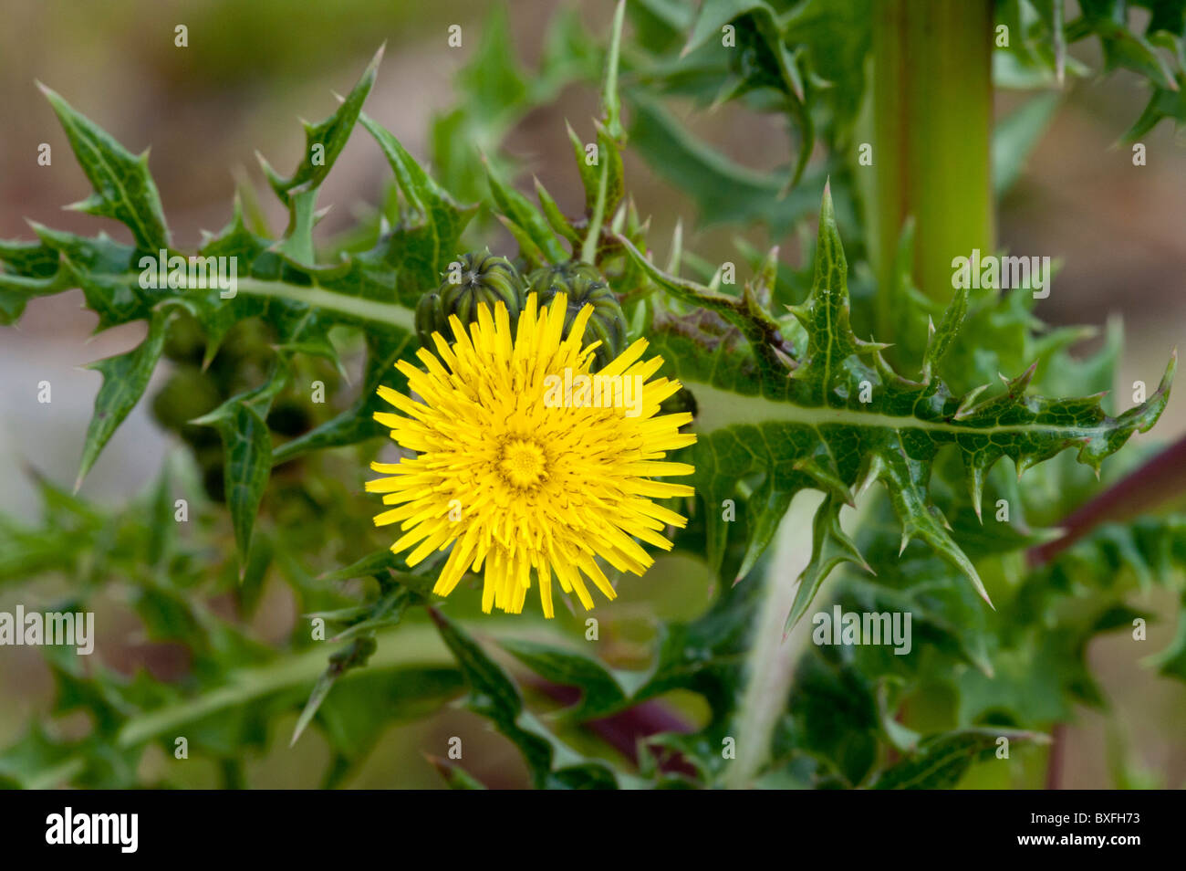 Prickly Sow-thistle (Sonchus asper) Stock Photo