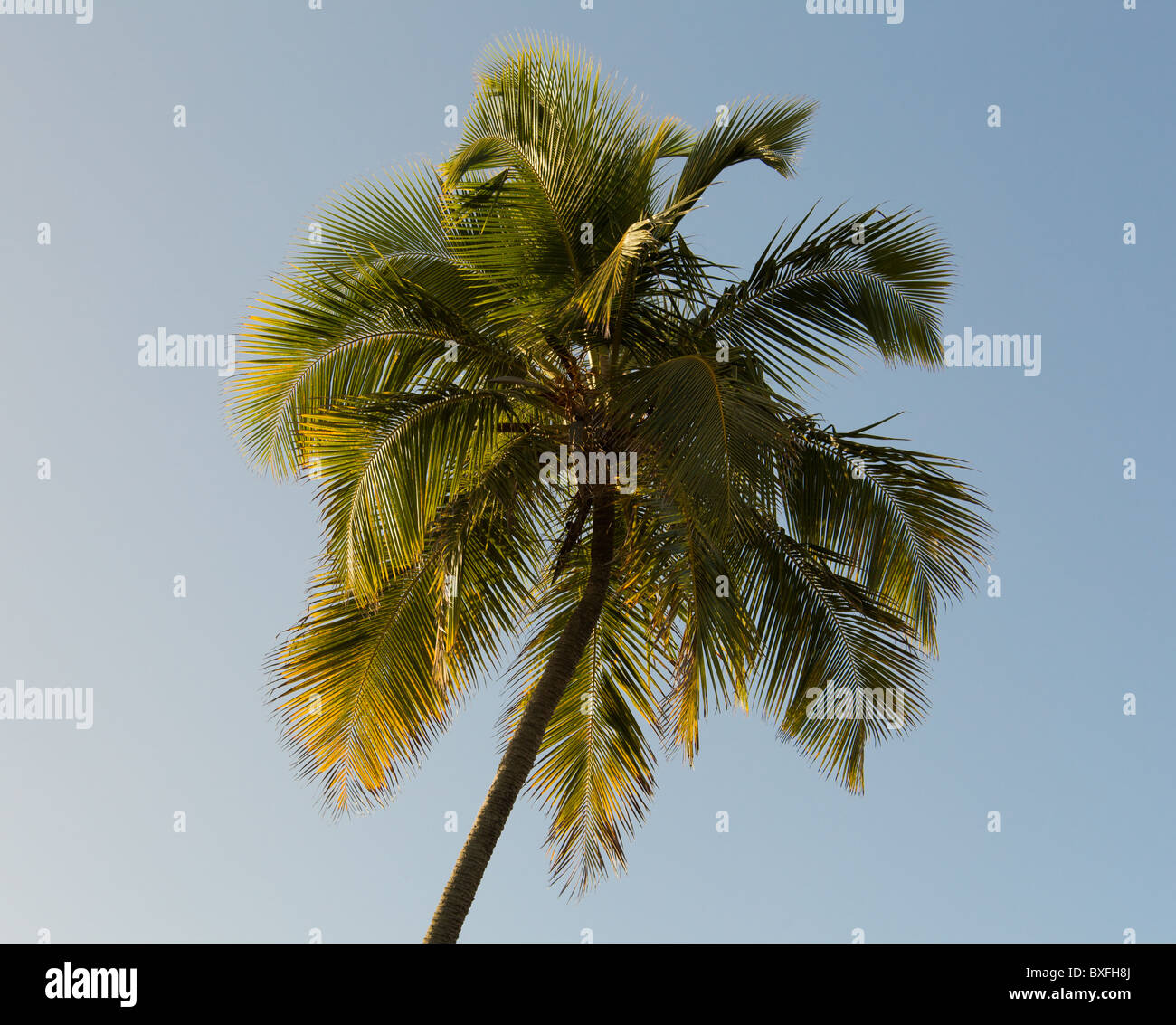 Warm colors of palm tree against sky as the sun sets and illuminates the fronds Stock Photo