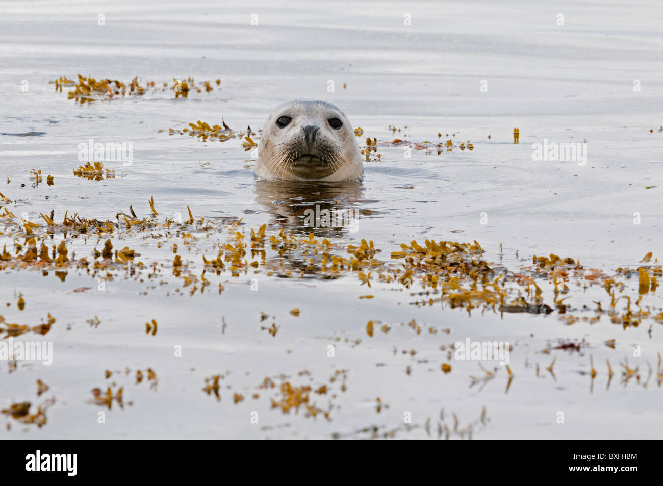 Common Seal (Phoca vitulina), head Stock Photo