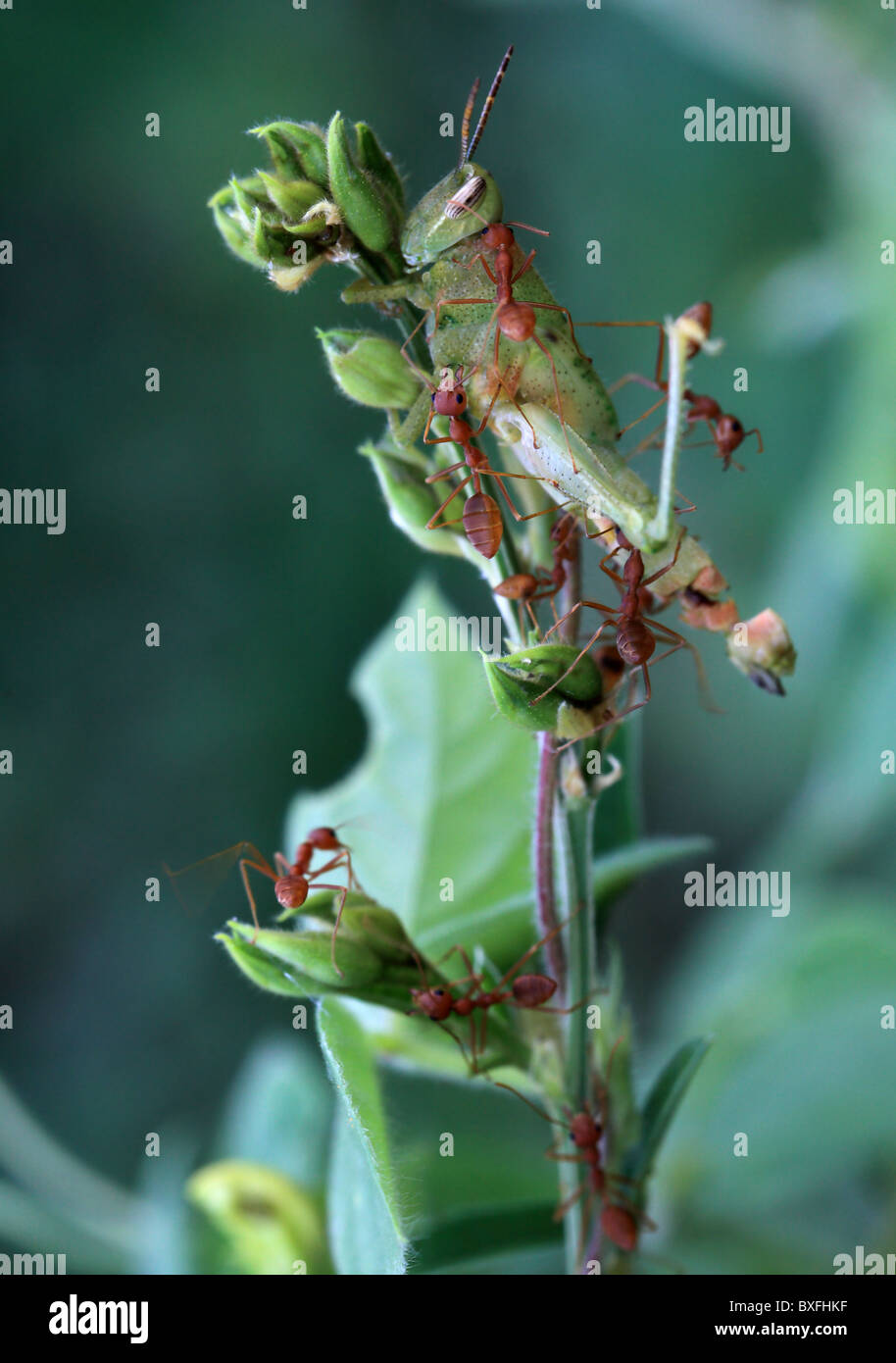 Ants tending a Stock Photo Alamy