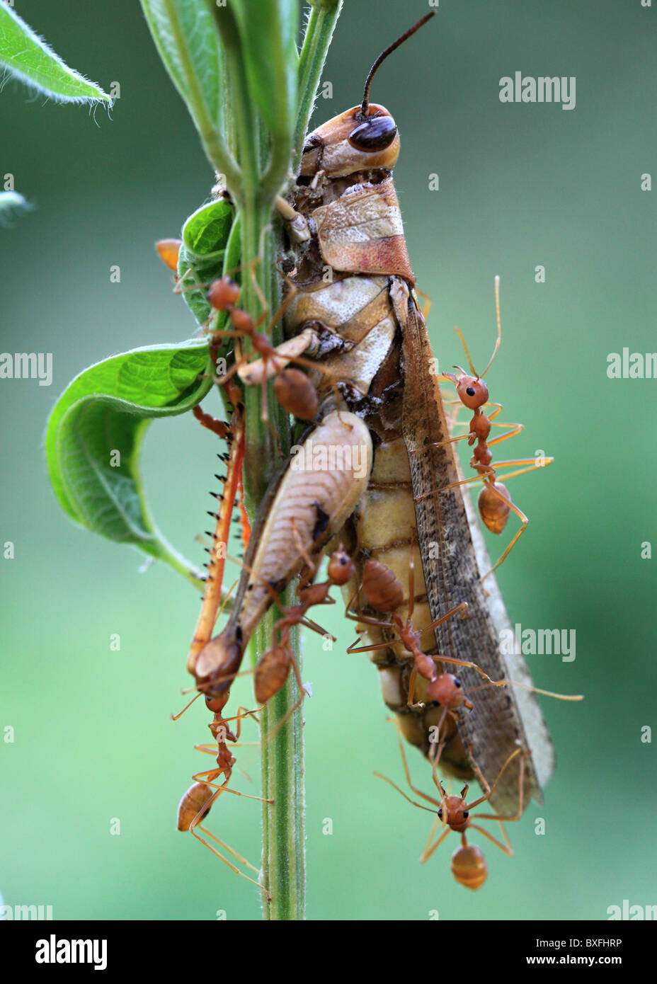 Grasshopper And Ant Stock Photos & Grasshopper And Ant Stock Images - Alamy