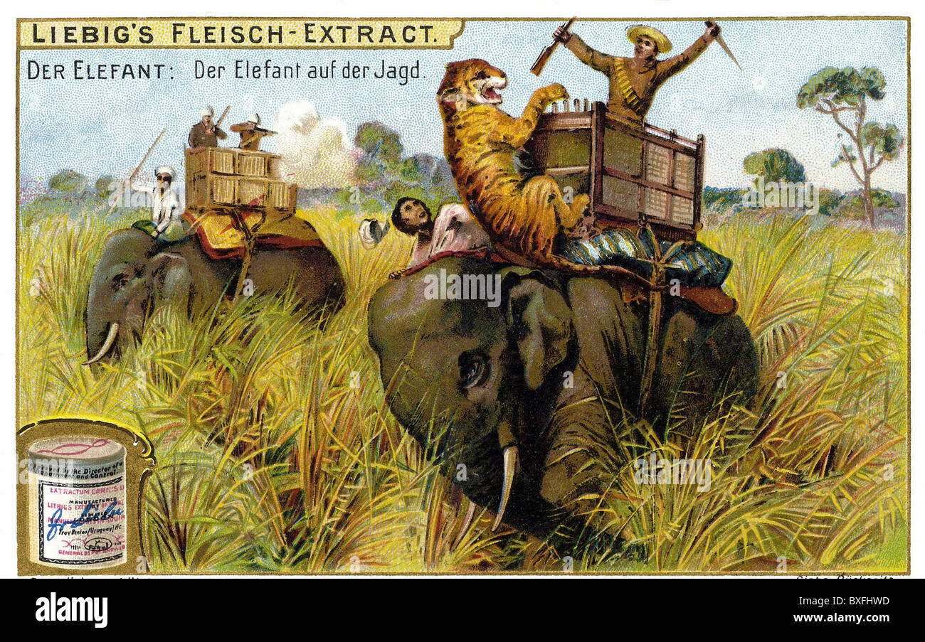 hunting, elephant, tiger hounting, collection picture, lithograph, circa 1899, Additional-Rights-Clearences-Not Available Stock Photo