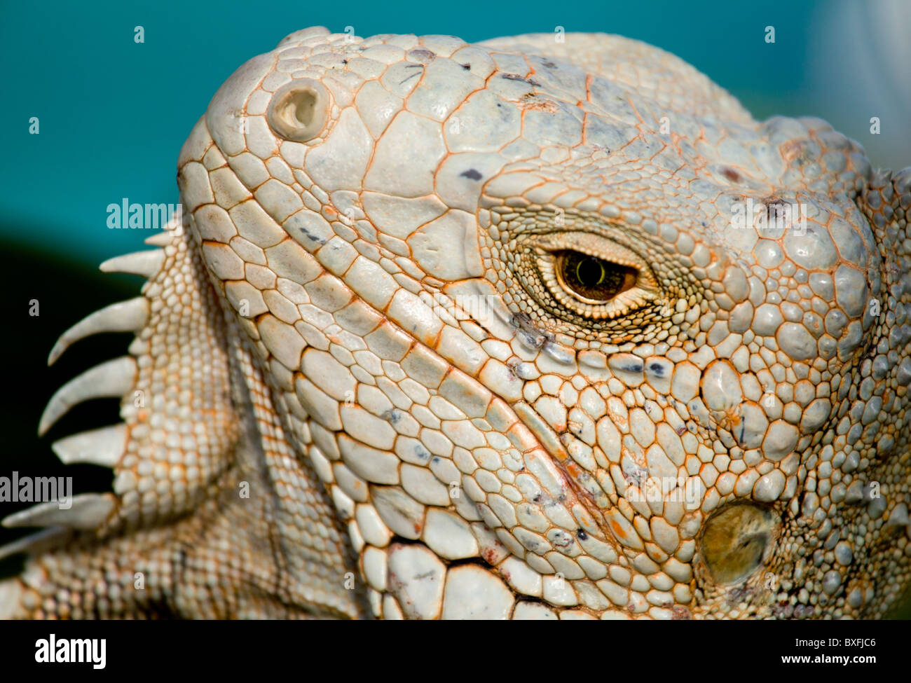 Green Iguana with scaly neck and mouth Stock Photo