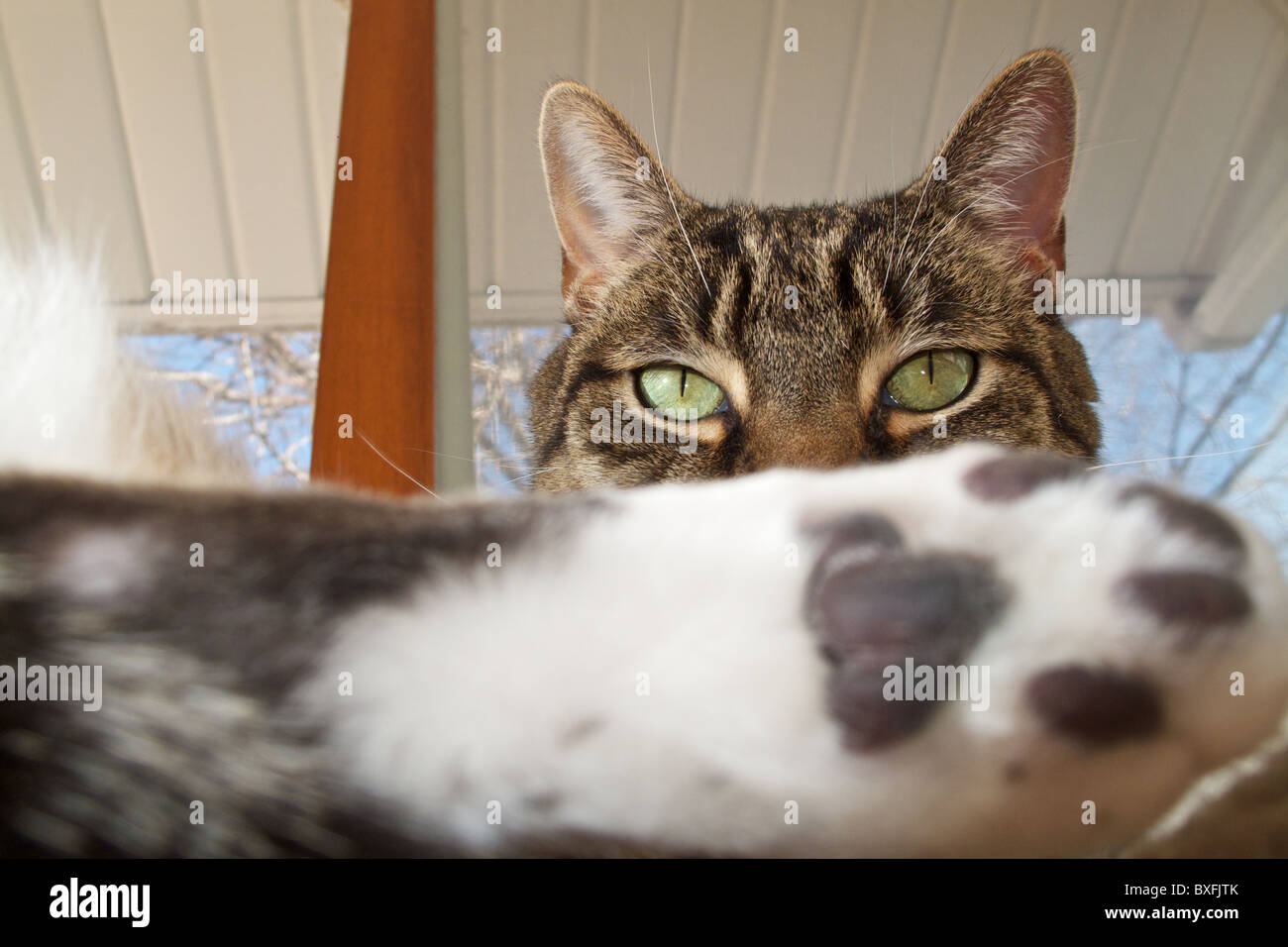 Brown tabby cat. Peering over hind paw. Stock Photo
