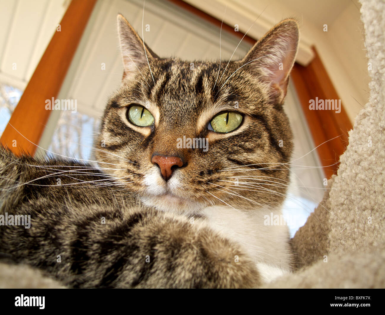 Brown tabby cat. Stock Photo
