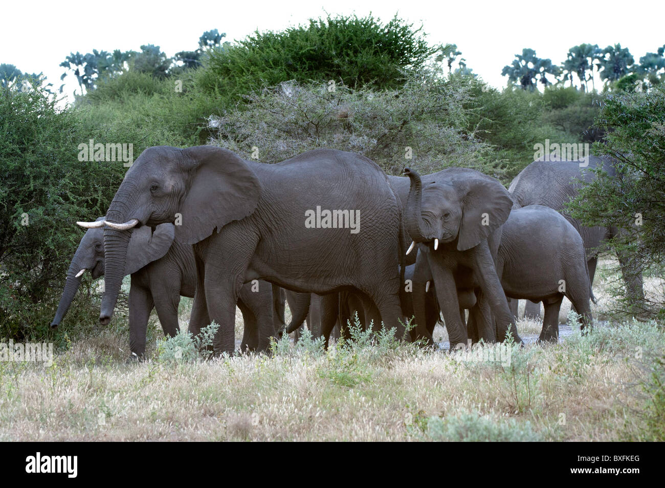 Herd african elephants protecting young hires stock photography and