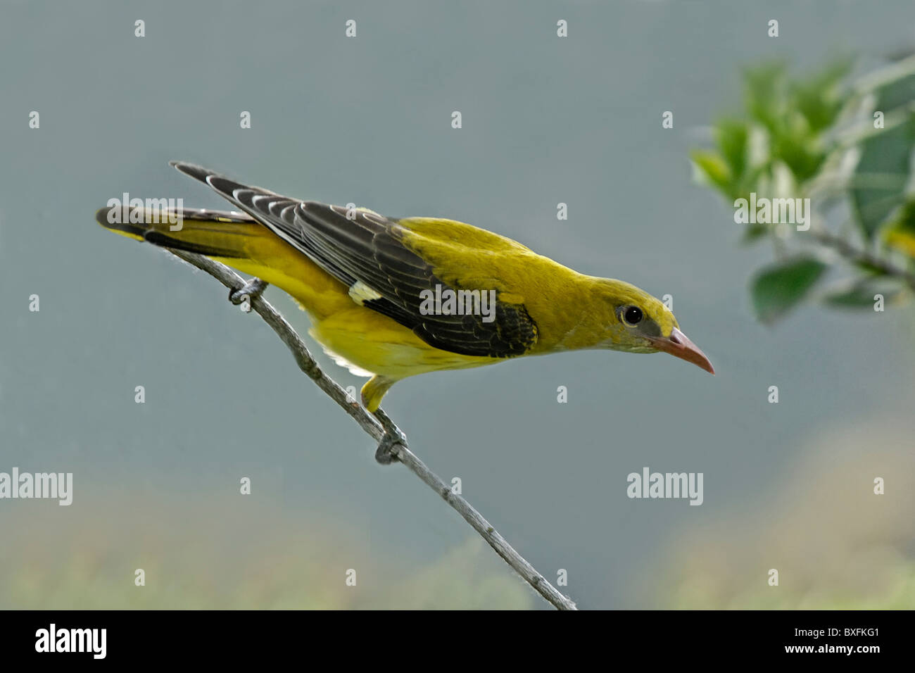 Golden Oriole  (()riolus oriolus) perched on branch Stock Photo