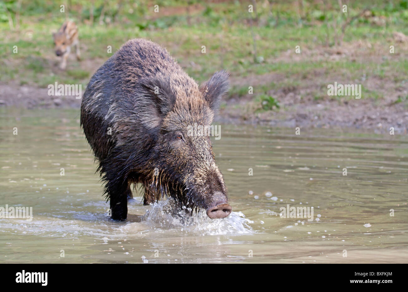 Wild boar in the water - Sus scrofa Stock Photo
