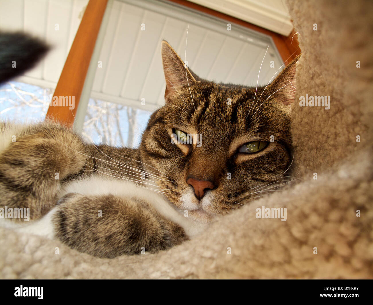 Brown tabby cat. Nicitating membrane visible. Stock Photo