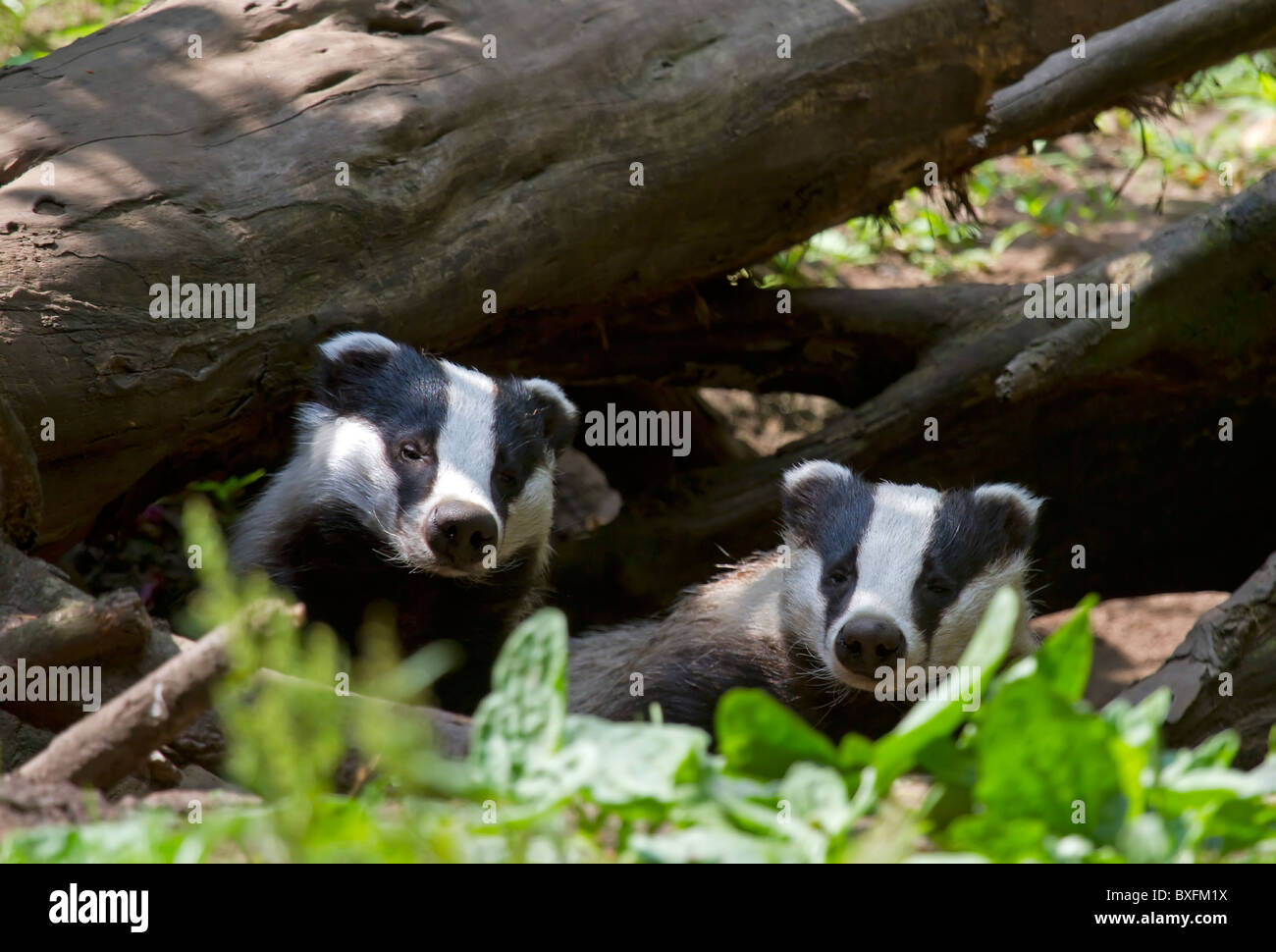 European badgers - Meles meles Stock Photo