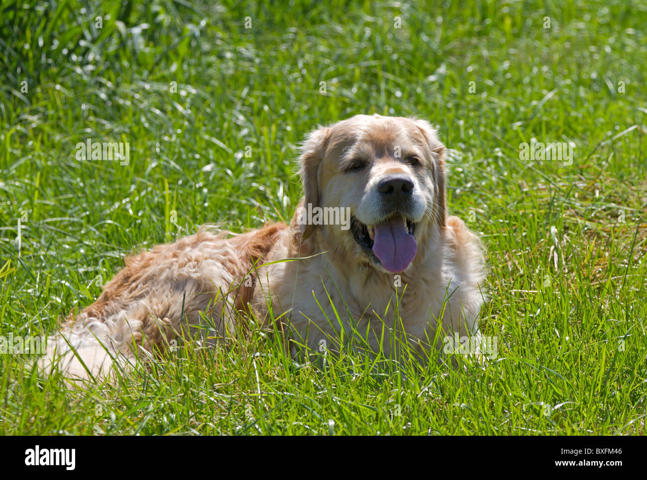 Golden Retriever lying in a grassland Stock Photo - Alamy