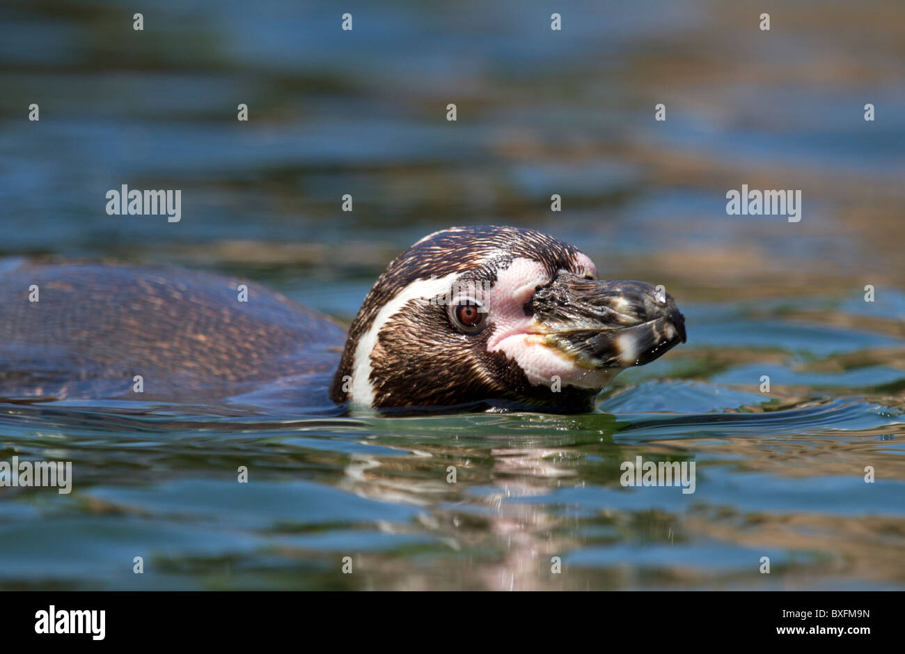 Humboldt penguin in the water - Spheniscus humboldti Stock Photo