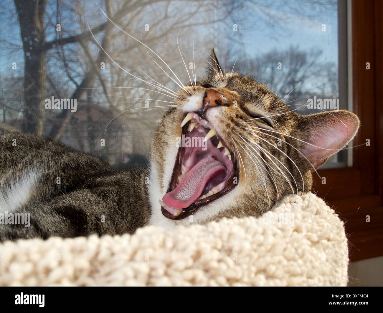 Brown tabby cat. Yawning. Stock Photo