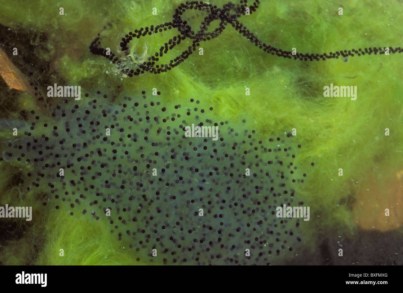 Frog eggs string hires stock photography and images Alamy