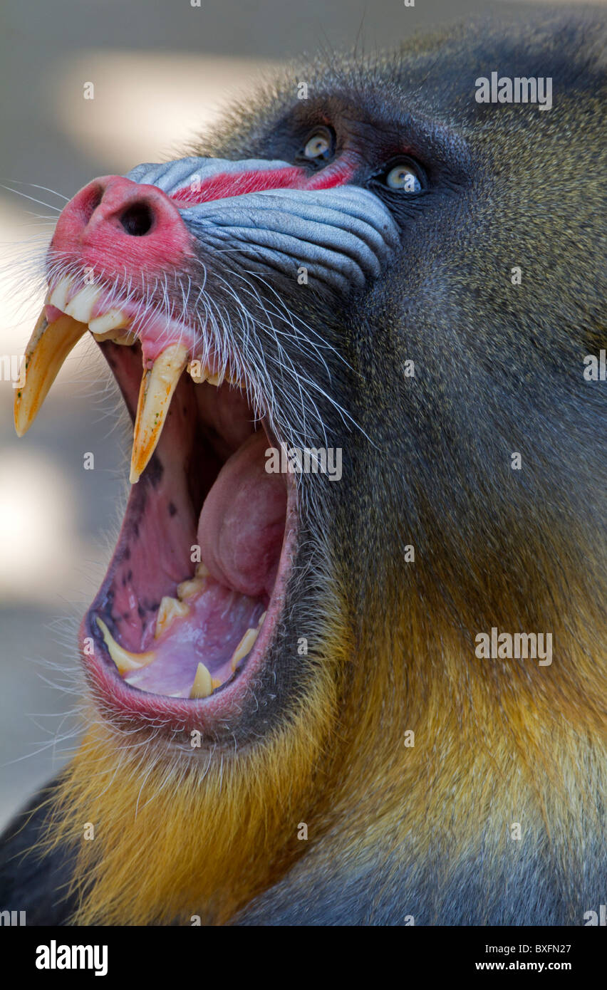 Yelling mandrill showing his teeth - Mandrillus sphinx Stock Photo