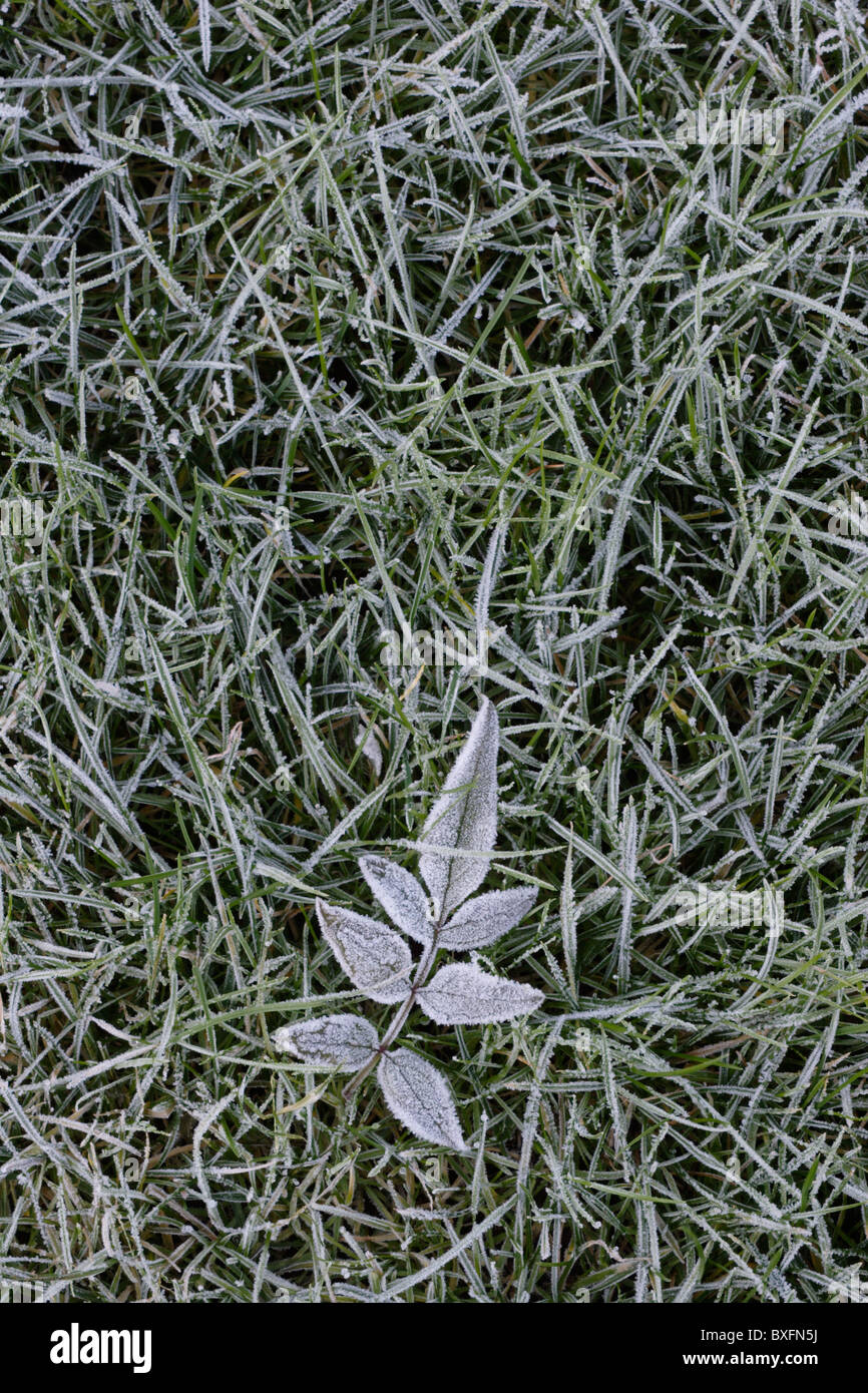 Frozen leaf in grass Stock Photo - Alamy