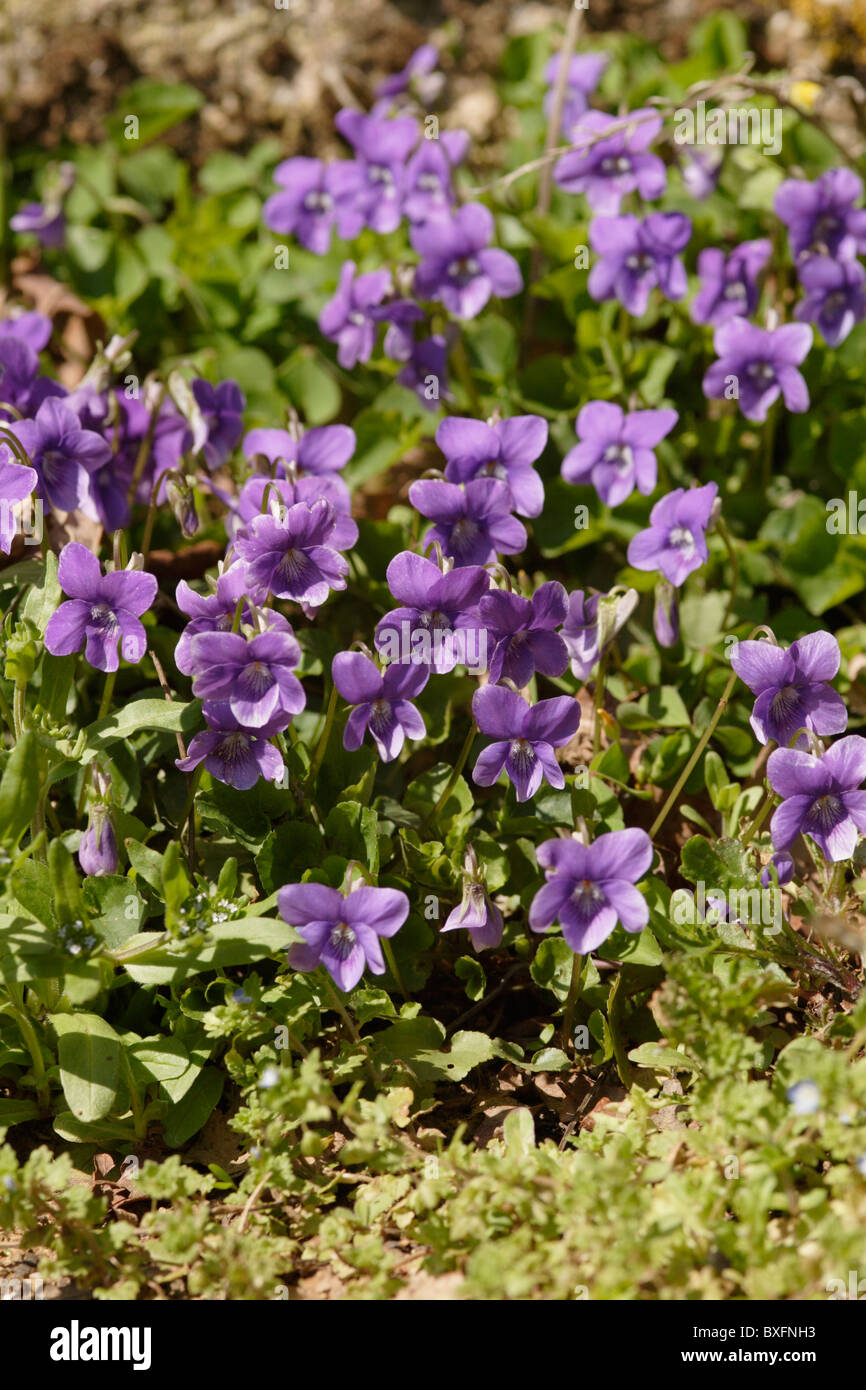 Common dog violet (Viola rivinana) in flower, France Stock Photo