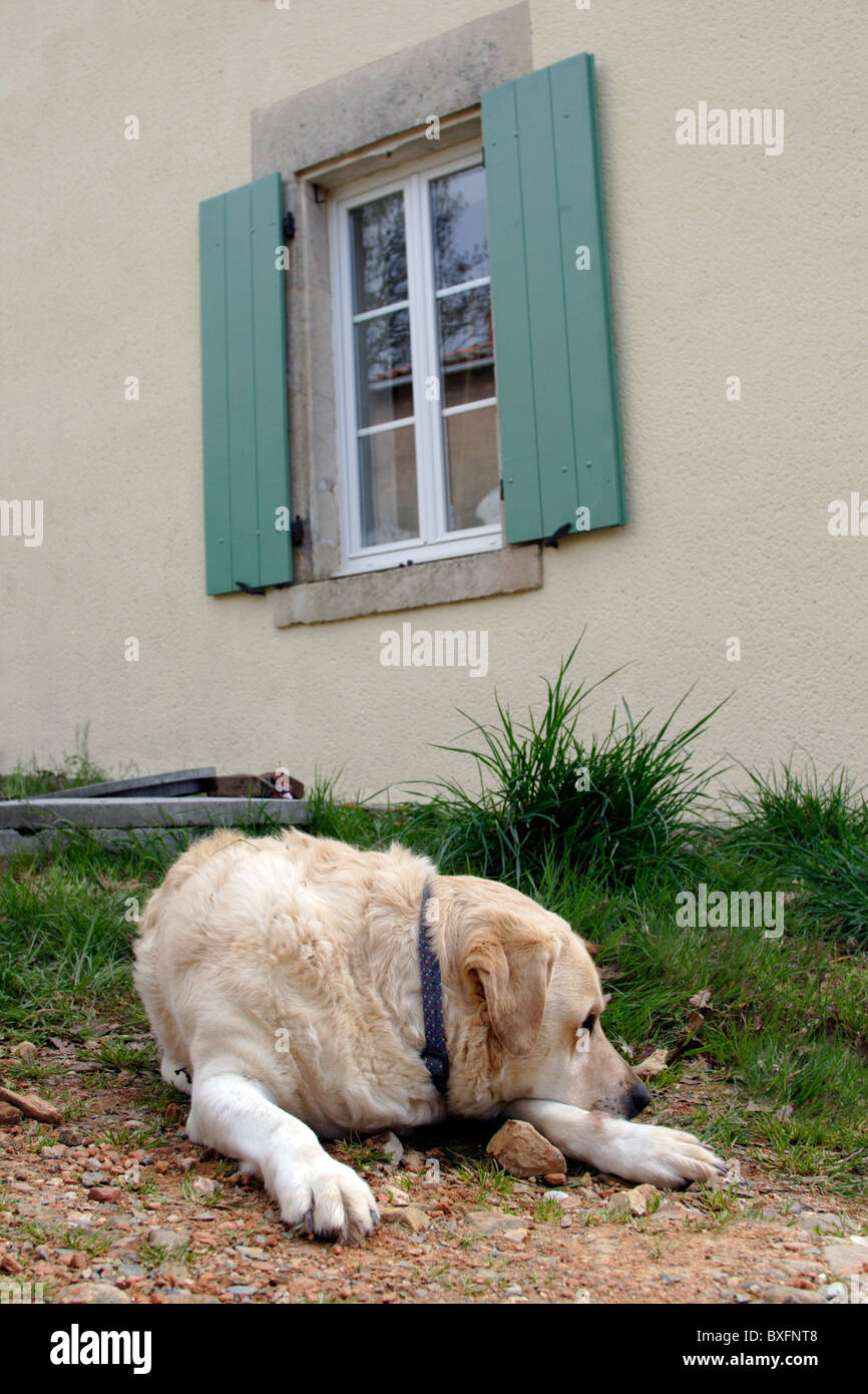 Golden Labrador lying in garden Stock Photo - Alamy