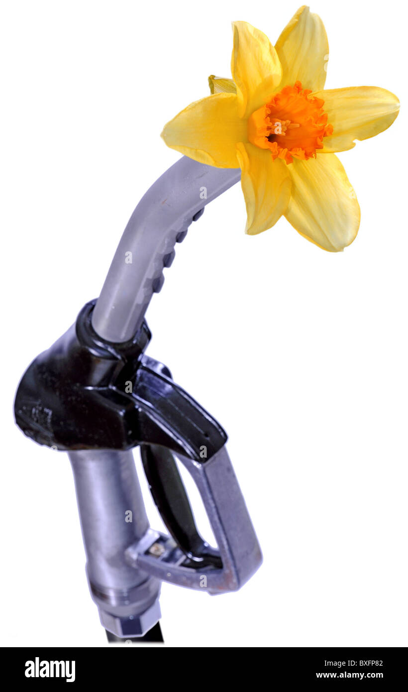 oddity, daffodil in petrol nozzle, Additional-Rights-Clearance-Info-Not-Available Stock Photo