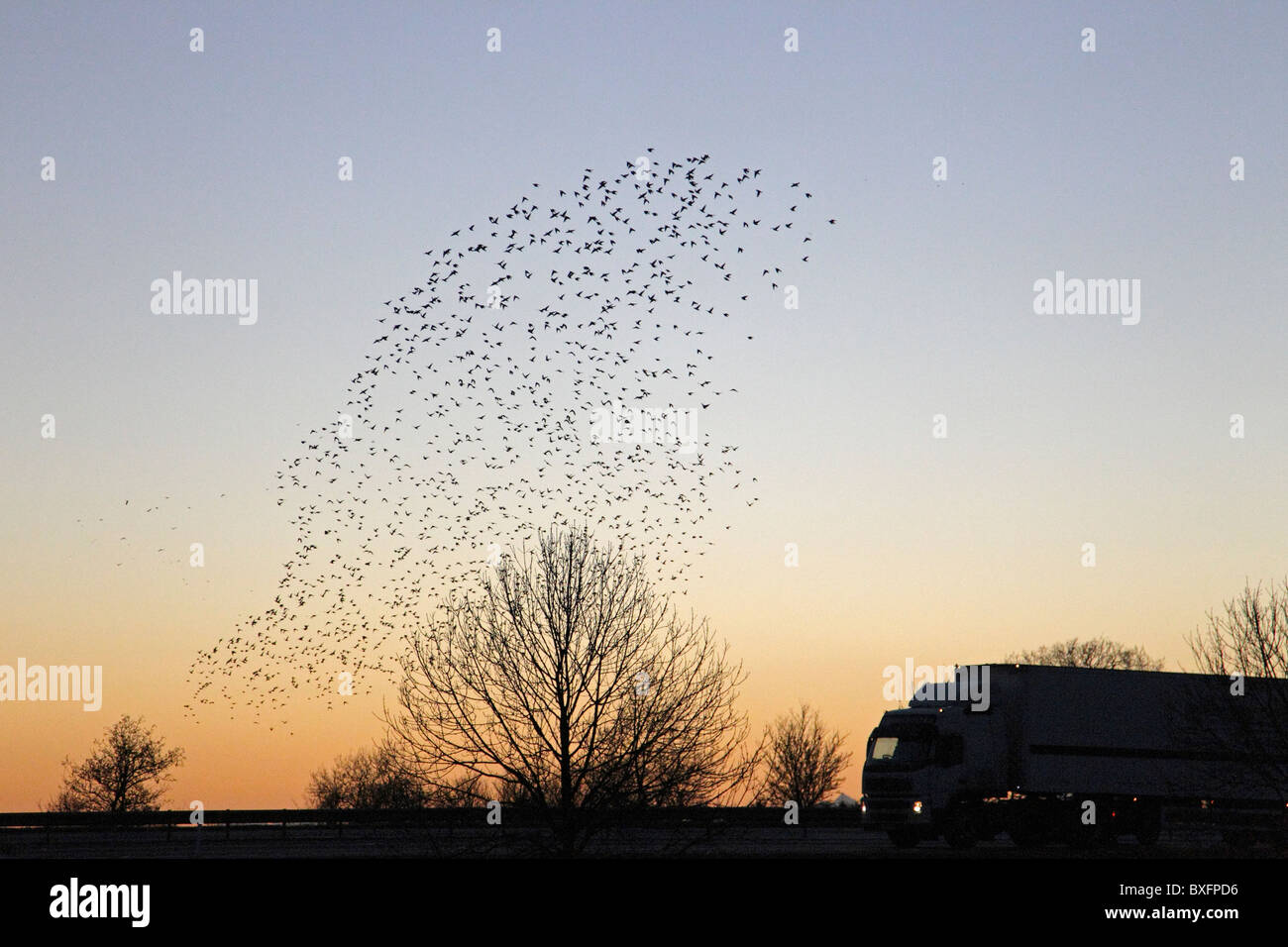 Common Starlings coming into roost over the M74 Stock Photo