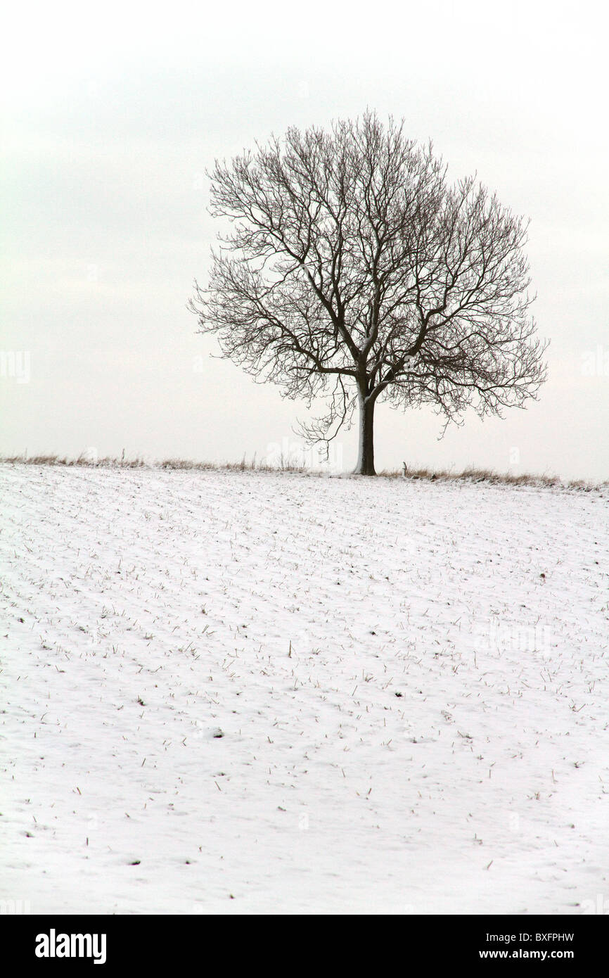 Single tree snowy field hi-res stock photography and images - Alamy